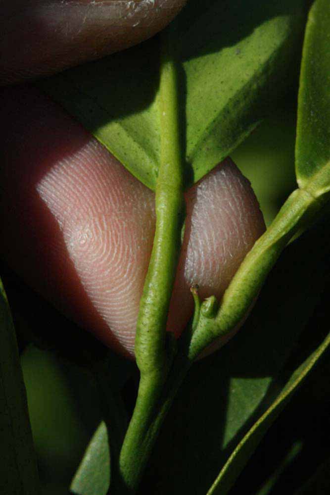              Petiole (Sanguina Doblefina, Riverside, CA)       
